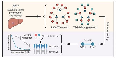 Mapping The Landscape Of Synthetic Lethal Interactions In Liver Cancer