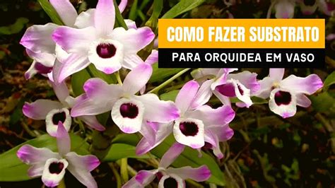 COMO PLANTAR orquídea olho de boneca EM VASO QUAL SUBSTRATO USAR E