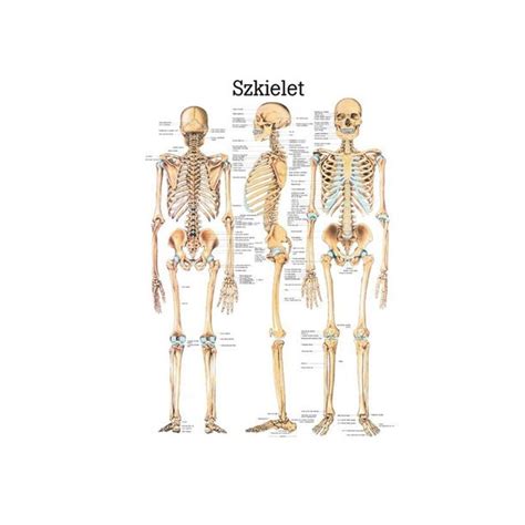 Plansza anatomiczna szkielet człowieka 100x70 ERLI pl