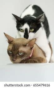 Cat Having Sex Cat Make Love Stock Photo 655479616 Shutterstock