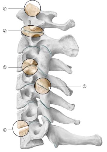 Vertebral Joints Diagram Quizlet