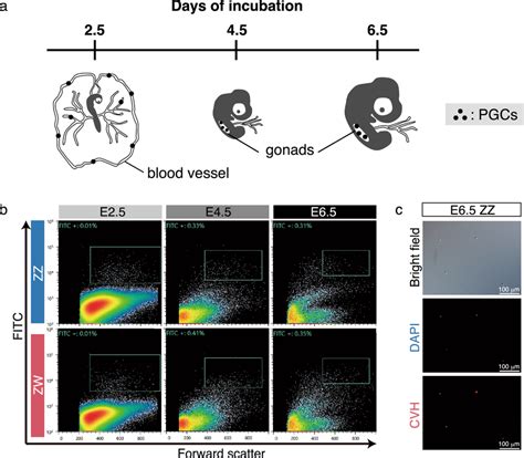 Purification Of Pgcs From Early Chick Embryos A A Schematic