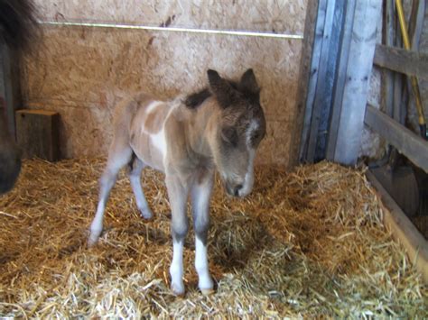 In The Garden: Baby Pony