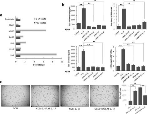 Interleukin 17 Promotes Angiogenesis By Stimulating Vegf Production Of Cancer Cells Via The