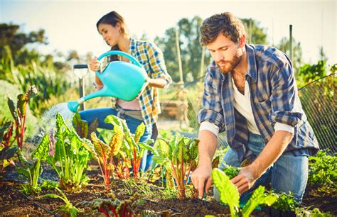 Cómo Empezar Tu Propio Huerto Ecológico