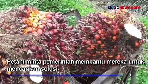 Harga Sawit Naik Turun Tak Menentu Petani Di Muarojambi Pusing Video