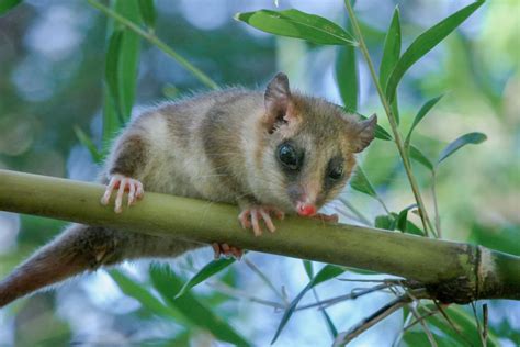 Página De Especies Nativas Categorización De Los Mamíferos De Argentina