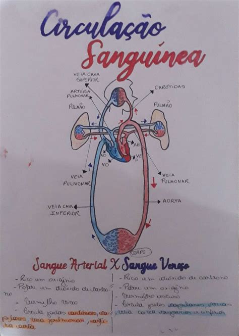 Circulação sanguínea Anatomia dos Animais Domesticos