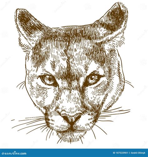 Cougar Head Vector Illustration CartoonDealer 29941308