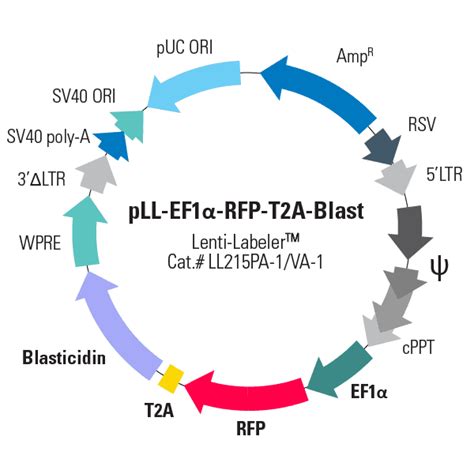 Pll Ef A Rfp T A Blast Lenti Labeler Lentivector Plasmid Pre