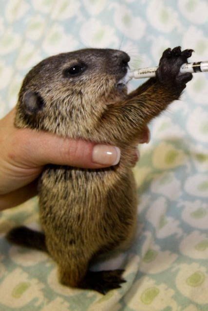 Baby Woodchuck Cute Baby Groundhog April 25 2011 Central Ky