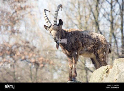 Mountain Goat Hi Res Stock Photography And Images Alamy