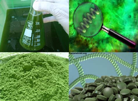 Ứng dụng trong y học của chủng tảo Spirulina Platensis