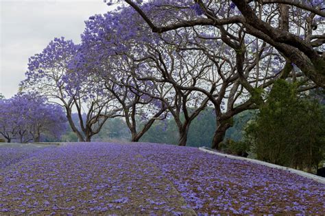 Cu Nto Tarda En Crecer Una Jacaranda Nucleo Jardin