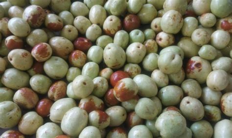 Jujube Fruit Overview Composition And Health Benefits