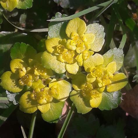 Wechselblättriges Milzkraut Chrysosplenium alternifolium