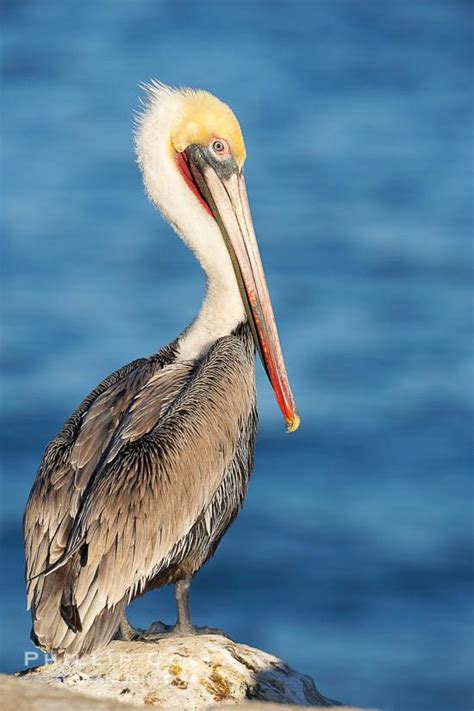 Brown Pelican Pelecanus Occidentalis La Jolla California Artofit