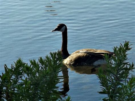 Canadian Geese Water Brush Blue Hd Wallpaper Peakpx