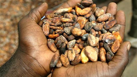 C Te D Ivoire Le Prix Bord Champ Du Kilo De Cacao Fix Francs Cfa