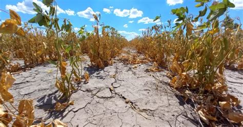 Por La Ni A Recomiendan Declarar La Emergencia Agropecuaria En Cuatro