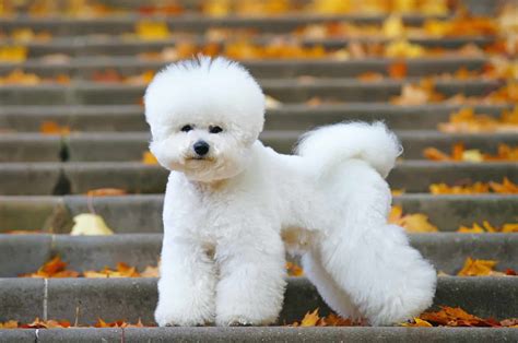 10 Best Bichon Frise Rescues For Adoption