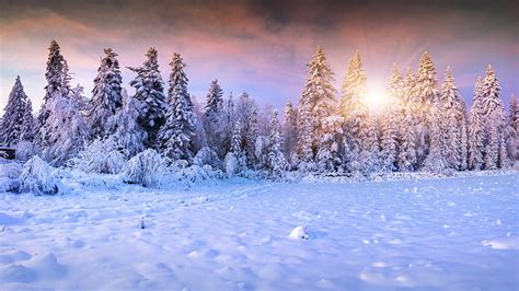 Spruce Fir Sunlight Conifer Winter Snow Frost Forest Low Sun