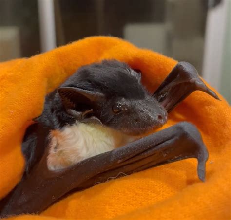 Ruhn, the Yellow Bellied Sheathtail Bat, via bat.conservation.rescue.qld – @transgender ...