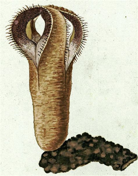 Hydnora Africana