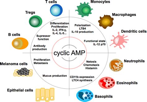 Frontiers | The cAMP Pathway as Therapeutic Target in Autoimmune and ... 