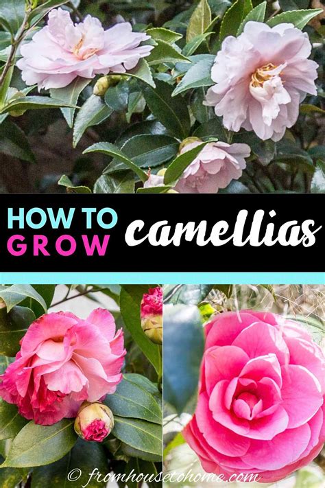 Camellia Care Guide How To Grow Gorgeous Camellias In Your Garden