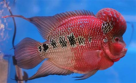 The 27 Most Colorful Freshwater Fish For Your Aquarium