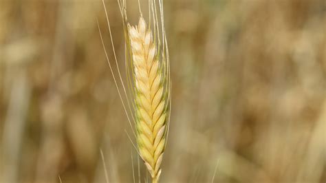 What Is Einkorn And How Do You Eat It