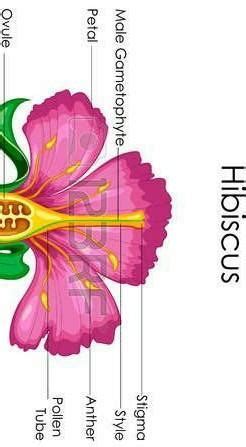 Draw A Hibiscus Flower And Label Its Parts Home Alqu