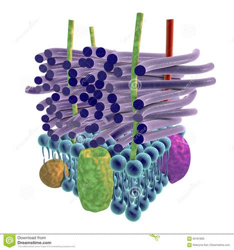 Gram Stain Flashcards Quizlet