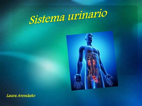 Sistema Urinario Ppt