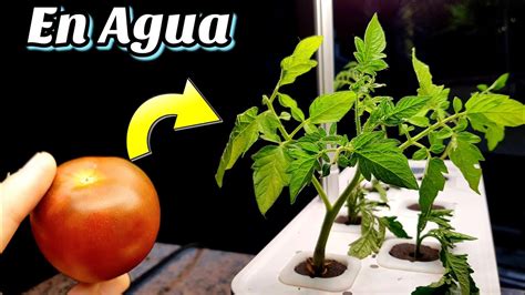 Cultiva Tomates En Agua Y Sin Sol Con Este Sistema De Cultivo