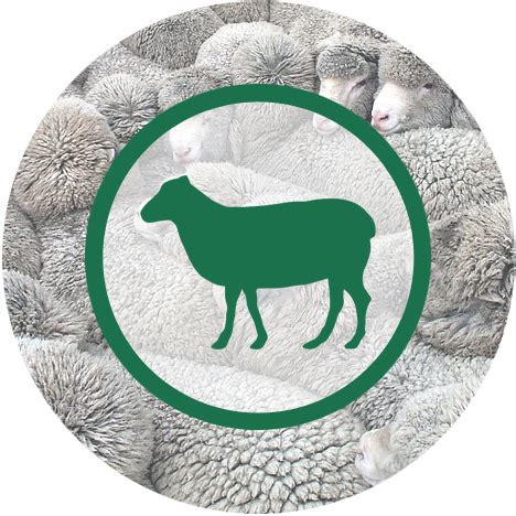 Thema Schapen Vmbo Kgt Wikiwijs Maken