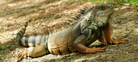 La Fascinante Iguana Verde Características Distribución Y Su Rol