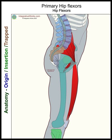 Self Care Kneeling Stretch For Hip Flexors Integrative Works