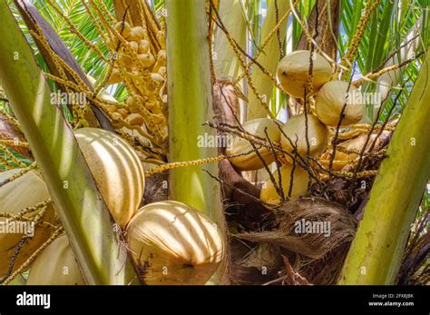 Unripe Coconut Sprouts Of Coconut Fruit Indonesia Stock Photo Alamy
