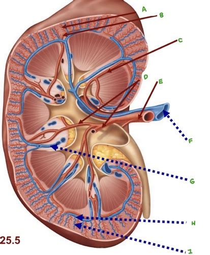 ANP 1107 Midterm 2 The Renal System Labeling Flashcards Quizlet