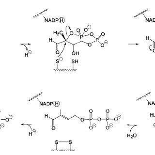 Scheme 3 Hypothetical Mechanism Of The IspG Protein Mediated Reaction