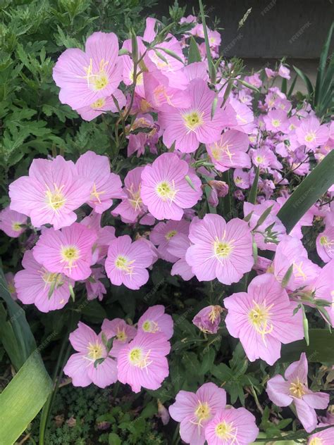 Premium Photo | Oenothera flowers photography