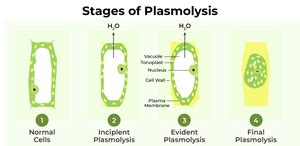 Plasmolysis - Definition, Types, Stages, Examples - GeeksforGeeks