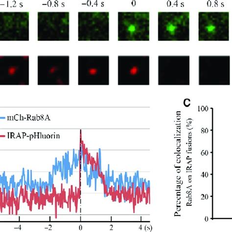 Colocalization Of Rab Proteins With GLUT4 In C2C12 Cells Cells Were