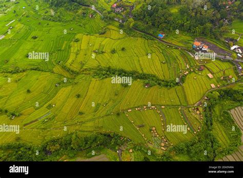 Top Down Overhead Aerial View Of Lush Green Paddy Rice Field