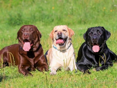 About the Mastador Breed — McCullough Mastadors