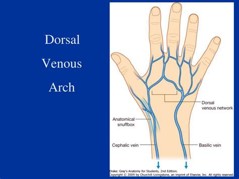 Ppt Short Muscles Of The Hand Powerpoint Presentation Free Download