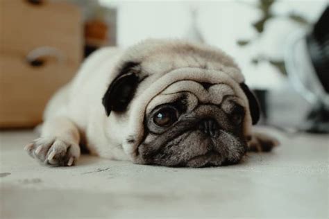 Unique Dog Names for a Pug - PetHelpful