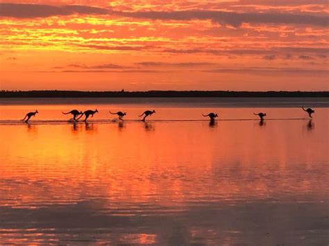 Noosa Everglades Explorer Cruise With Optional Canoeing GetYourGuide